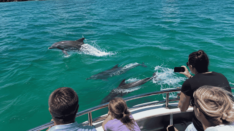 Wild dolphins swimming alongside a tour boat in Destin Florida harbor with emerald green water