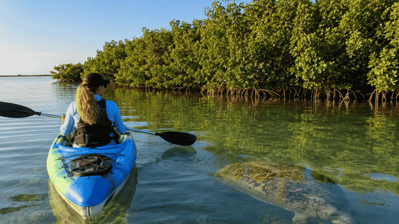 Person kayaking in calm Tampa Bay near Anna Maria Island Florida with a manatee visible below the clear water surface