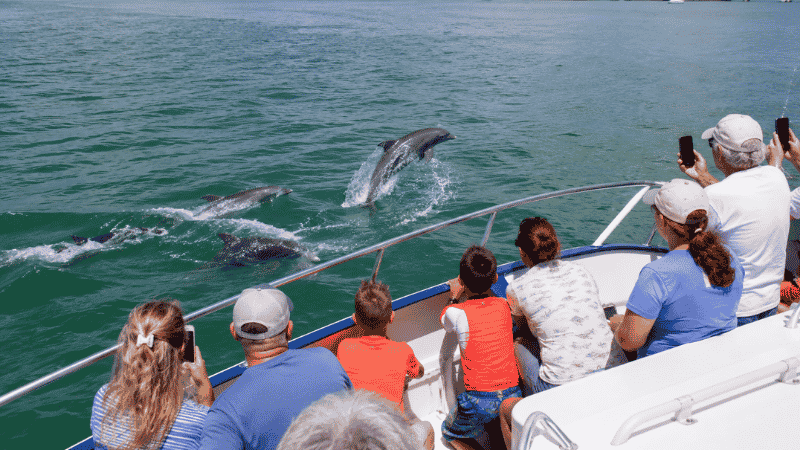Wild dolphins swimming alongside a boat tour in Clearwater Harbor Florida with tourists watching from deck