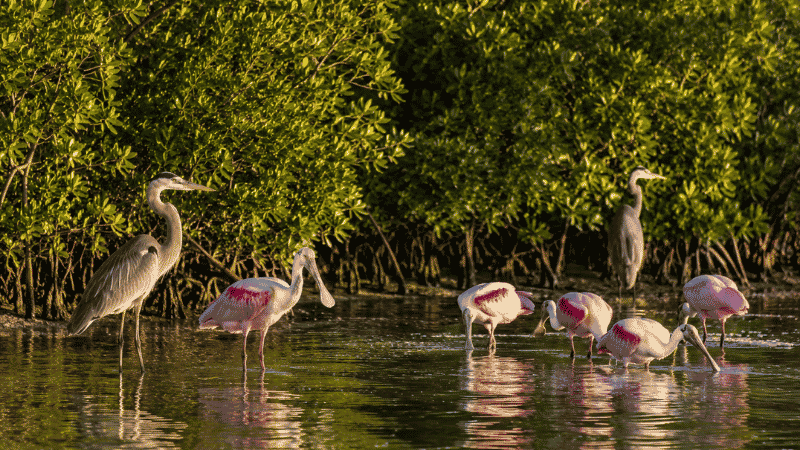 Roseate spoonbills and herons wading in shallow tidal flats at Ding Darling National Wildlife Refuge Sanibel Island Florida