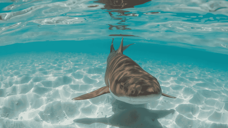 The nurse sharks swimming along the white sandy beach in the shallow waters of the Hol Chan Marine Reserve in Belize.