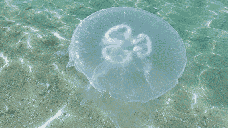 Moon jellyfish floating in clear turquoise Gulf water near a Florida beach shoreline