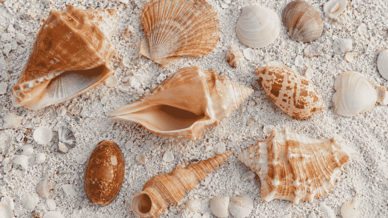 Flat lay of various Sanibel Island shell species including lightning whelk horse conch scallop and olive shells on white sand