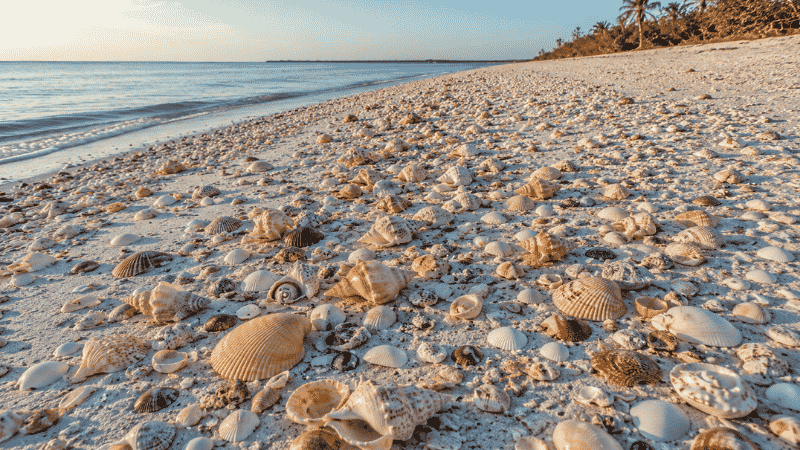 Abundance of colorful seashells covering white sand beach at Sanibel Island Florida including conchs whelks and scallops