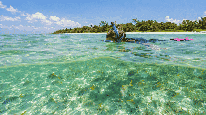 Beginner snorkeler floating face down in clear shallow turquoise Gulf water in Florida with colorful fish visible below