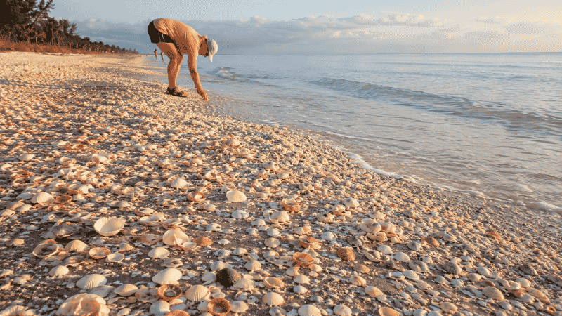 Sanibel Island Florida beach covered with hundreds of colorful seashells and collector bending in the Sanibel Stoop at early morning
