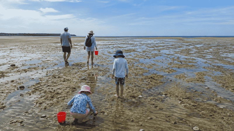 Family with children walking on dramatic low tide sand flats at Brewster Cape Cod with water receded revealing miles of wet sand and tidal pools