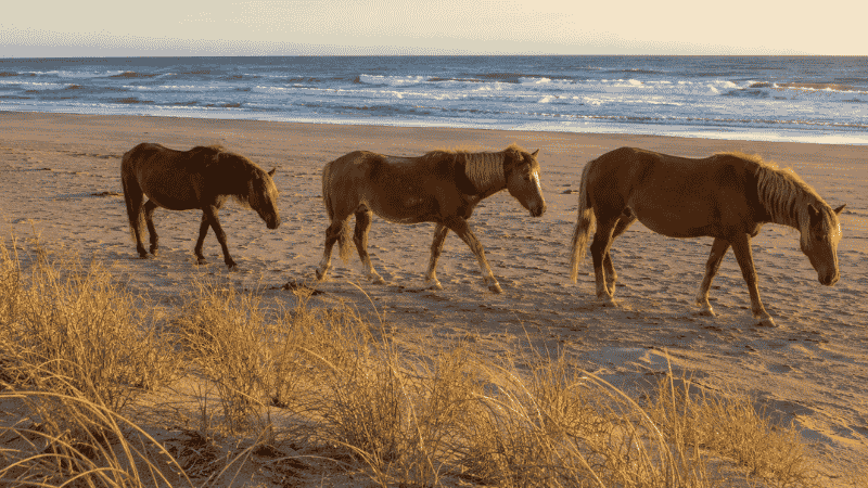 Wild Spanish mustang horses walking freely on the windswept Atlantic beach at Corolla in the Outer Banks North Carolina