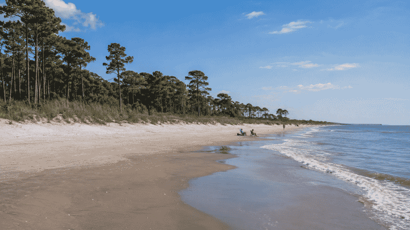 Pristine uncrowded beach at Myrtle Beach State Park South Carolina with maritime forest and tall coastal pine trees in the background