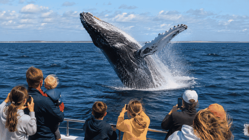 Humpback whale breaching out of the Atlantic Ocean near a whale watching boat off Provincetown Cape Cod with family watching from the deck